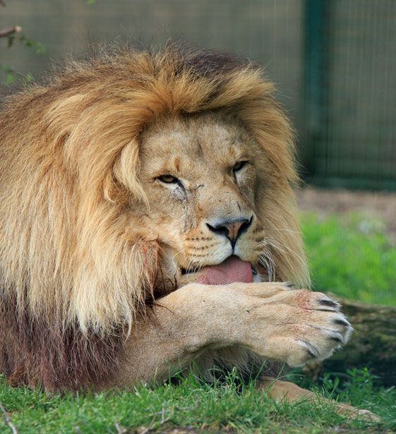 a large lion laying on top of a lush green grass covered field next to a fence