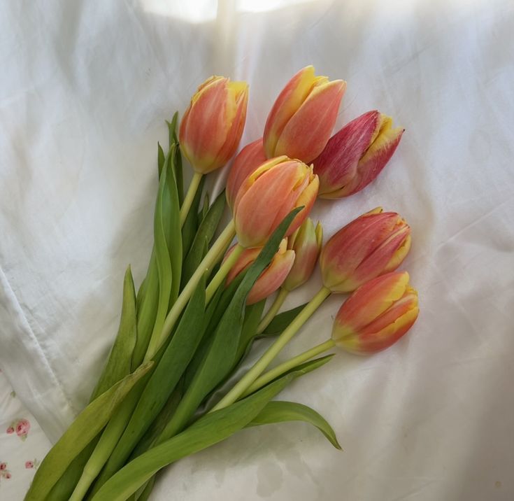 four tulips are arranged on a white sheet with pink and yellow flowers in the middle