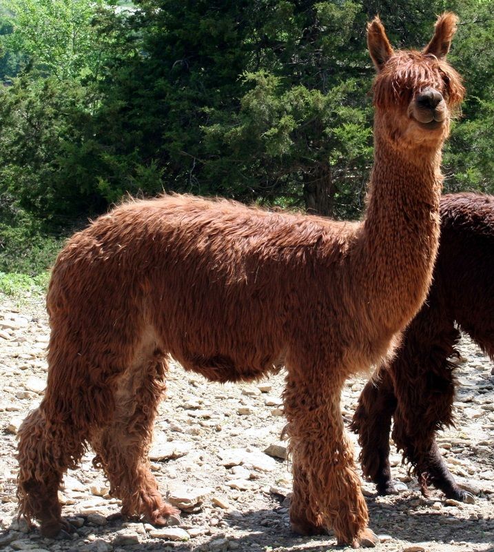 two brown llamas standing next to each other