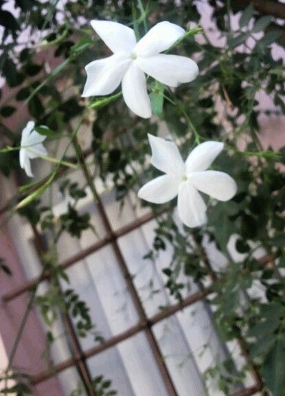 some white flowers are hanging from a window sill in front of a wall with ivy growing on it