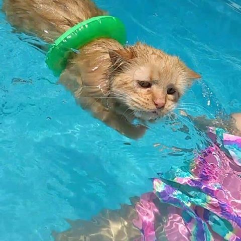 an orange cat swimming in a pool wearing a green life preserver on its head