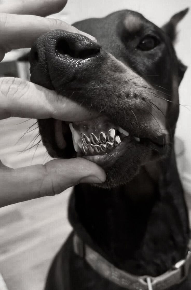 a black and white photo of a person petting a dog's teeth