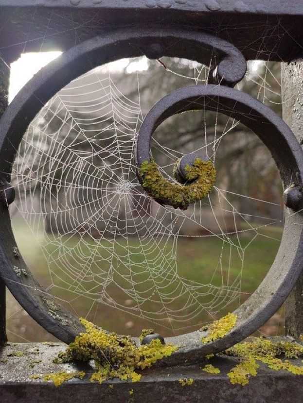 a spider web with moss growing on it in the middle of a fence post near a grassy area