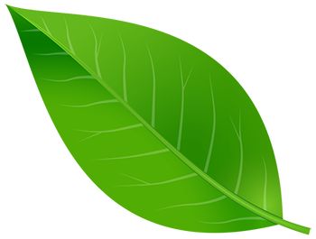 a green leaf on a white background with clippings to the left and right side