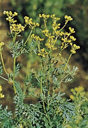 a plant with yellow flowers and green leaves