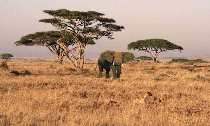 two giraffes are standing in the tall grass near some trees and bushes