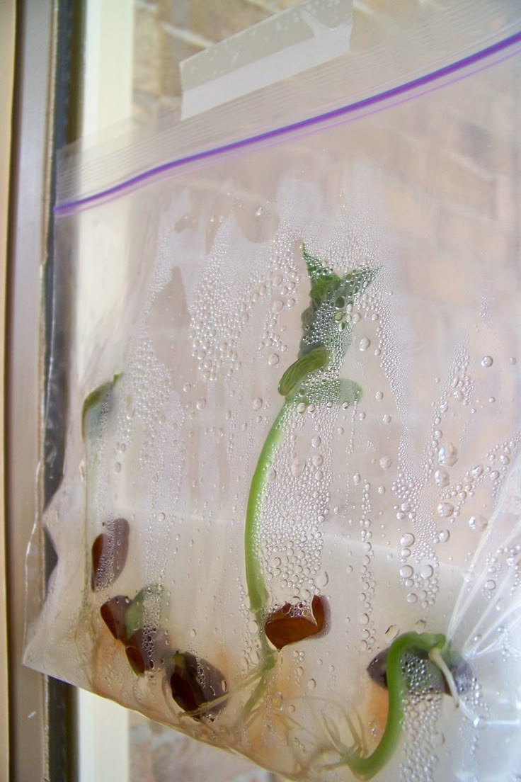 some plants are growing out of the plastic bag