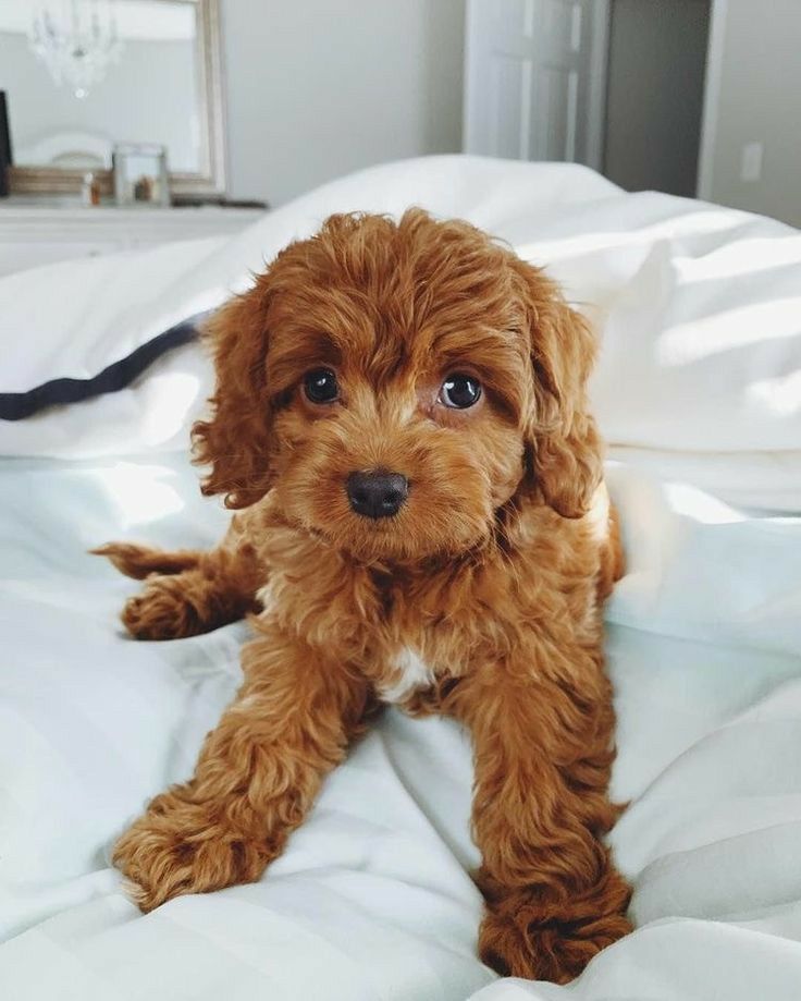 a small brown dog sitting on top of a bed