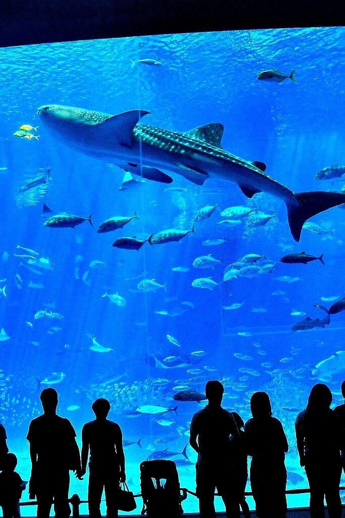 silhouettes of people looking at an aquarium with sharks and other fish in the water