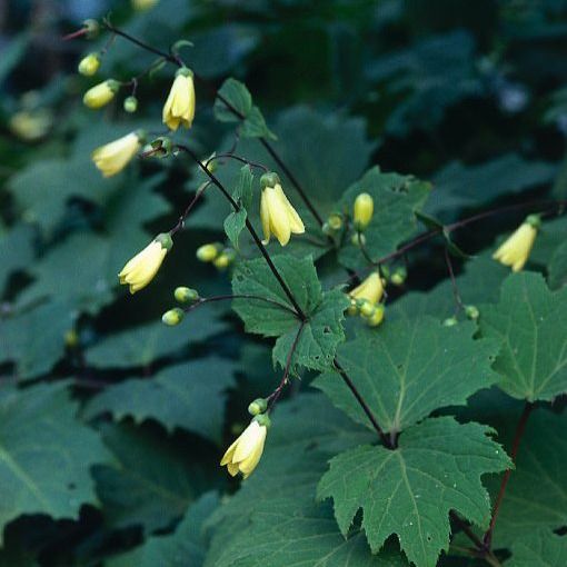 yellow flowers are growing on the green leaves