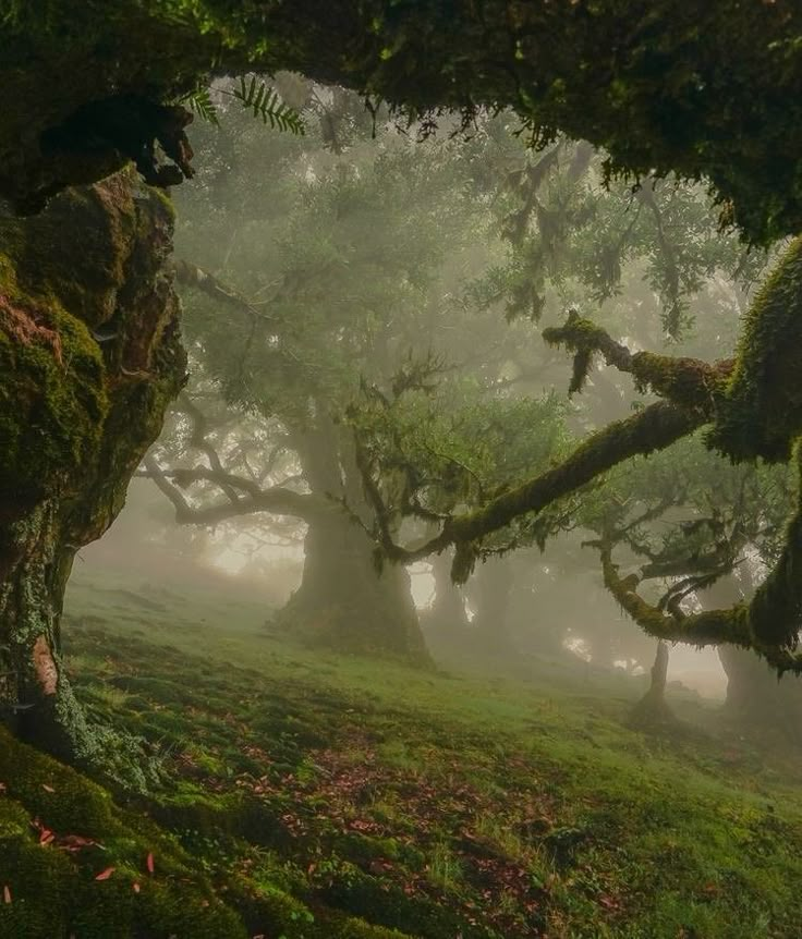 mossy trees in the middle of a forest on a foggy, misty day