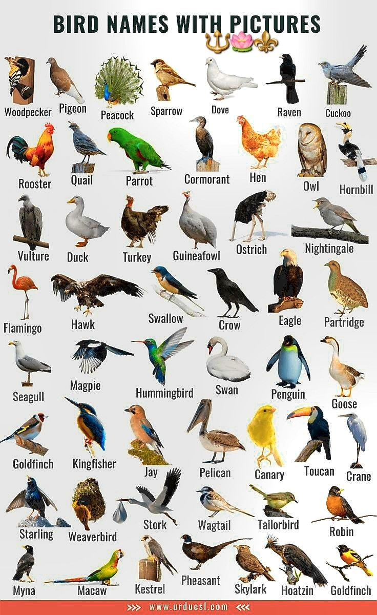 an image of birds that are in different colors and sizes, with the words bird names with pictures on them