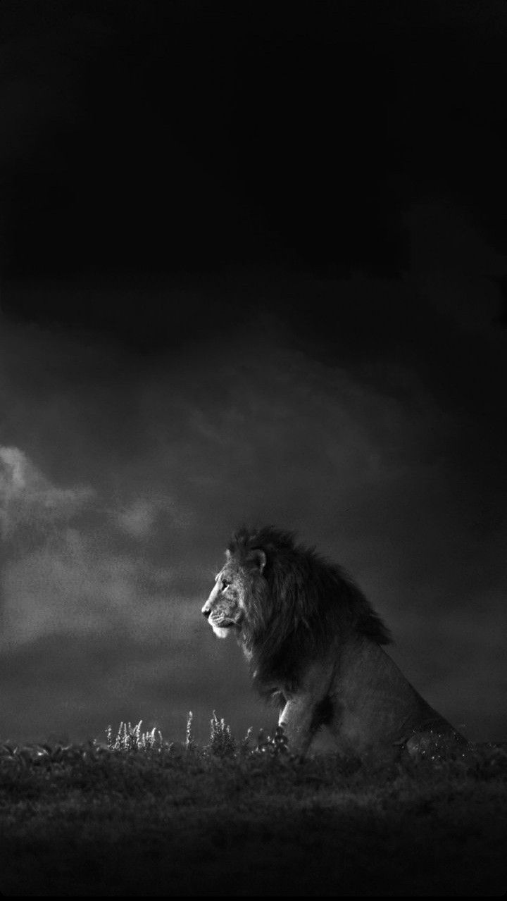 a black and white photo of a lion sitting in the grass under a cloudy sky