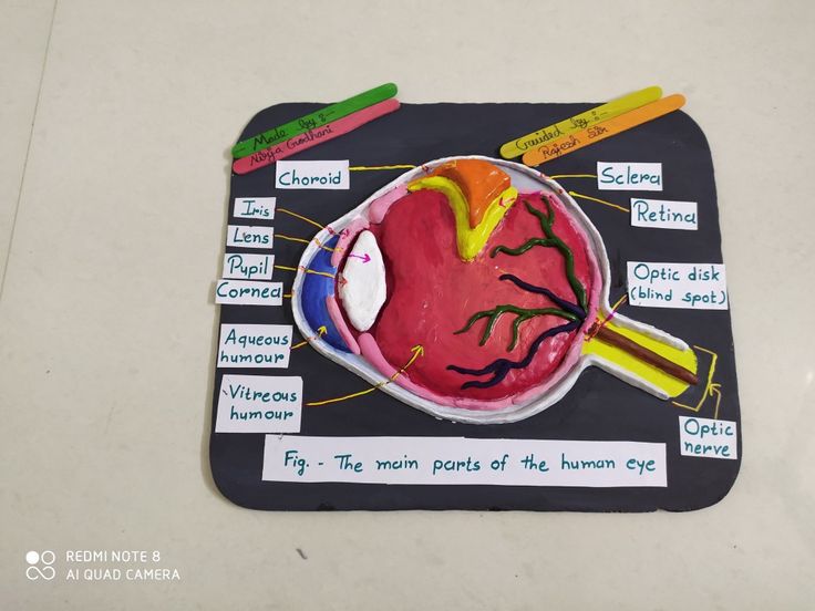 a paper plate with an image of a human eye and parts labeled in it on a table