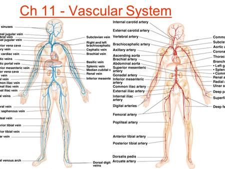 an image of the human body and its major vessels, including the circulator system