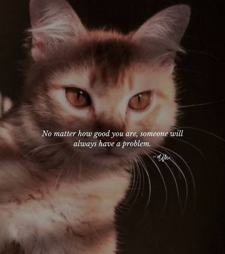 a cat is looking at the camera with an inspirational quote on it's side