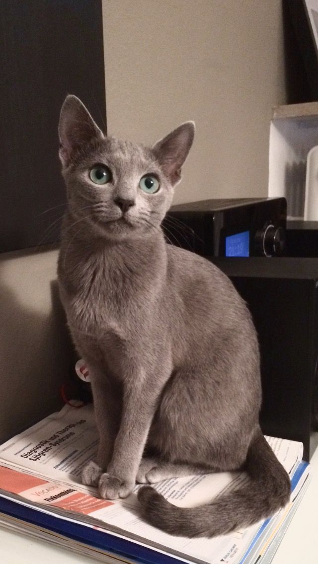 a gray cat sitting on top of a magazine