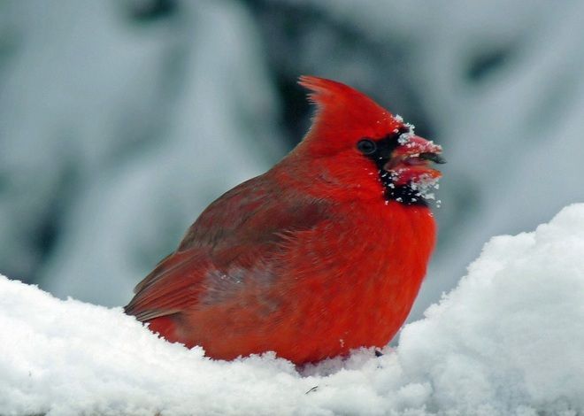 a red bird sitting on top of snow covered ground with it's beak open