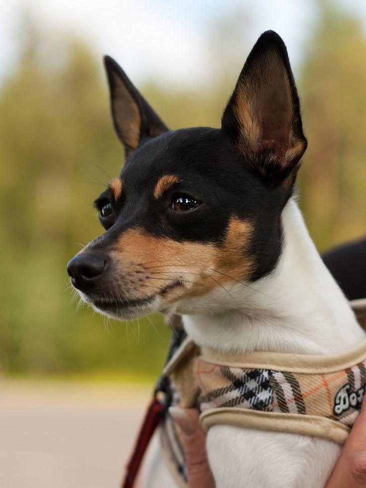 a small black and brown dog sitting on top of a person's lap wearing a harness