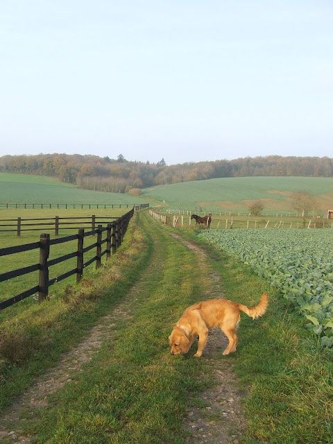 a dog is standing in the grass next to a fence and some horses are grazing