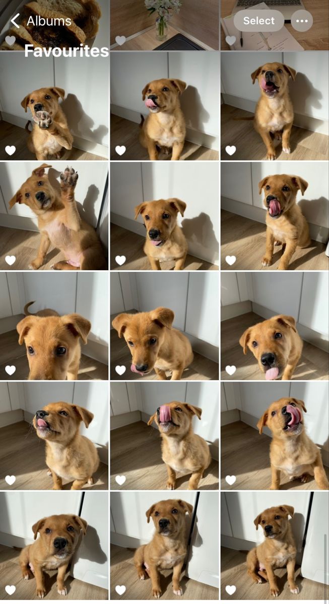 many different pictures of a dog sitting on the floor with its mouth open and tongue out