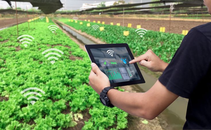 a man holding an ipad in front of rows of lettuce with wifi