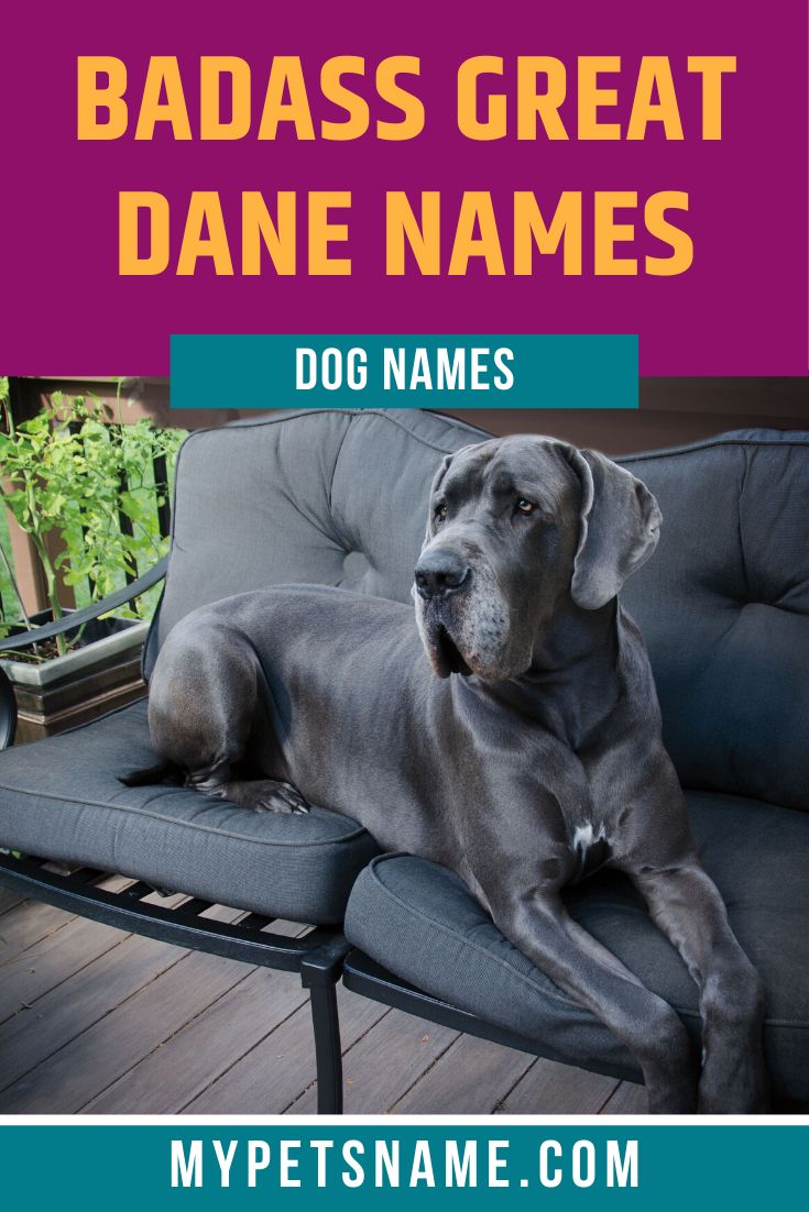 Your big dog needs a badass name, that makes him feel like a celebrity and gives him an ego boost, like being called 'Alfred the Great'. Check out our list of badass Great Dane names for inspiration.  #greatdanenames #badassgreatdanenames #namesforagreatdane Big Dog Names Male, Great Dane Names Male, Great Dane Quotes, Grey Great Dane, Big Dog Names, Black Great Dane, Great Dane Names, Merle Great Danes, Harlequin Great Dane