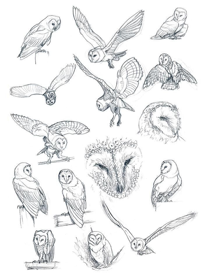 an image of many different owls in the air with their beaks open and eyes closed