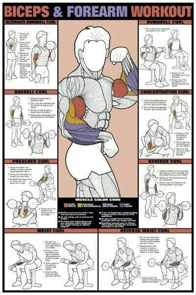 a poster showing how to do the biceps and forearm workout