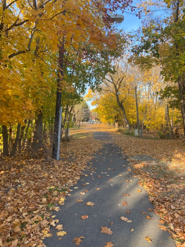 an empty road surrounded by trees with leaves on the ground