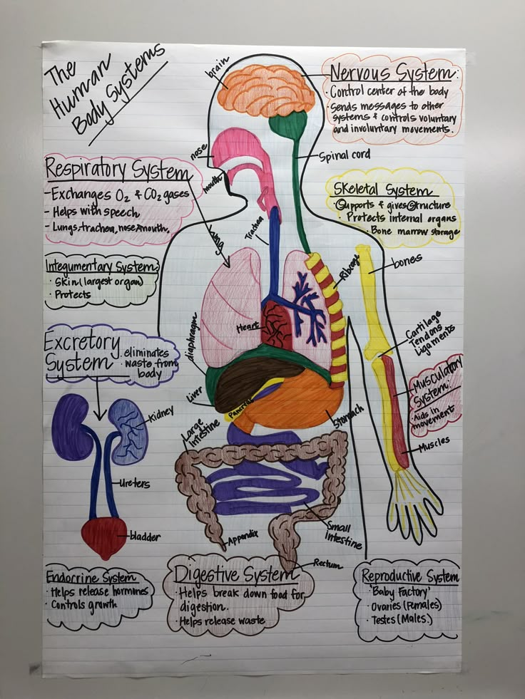 Human Body 7th Grade Science