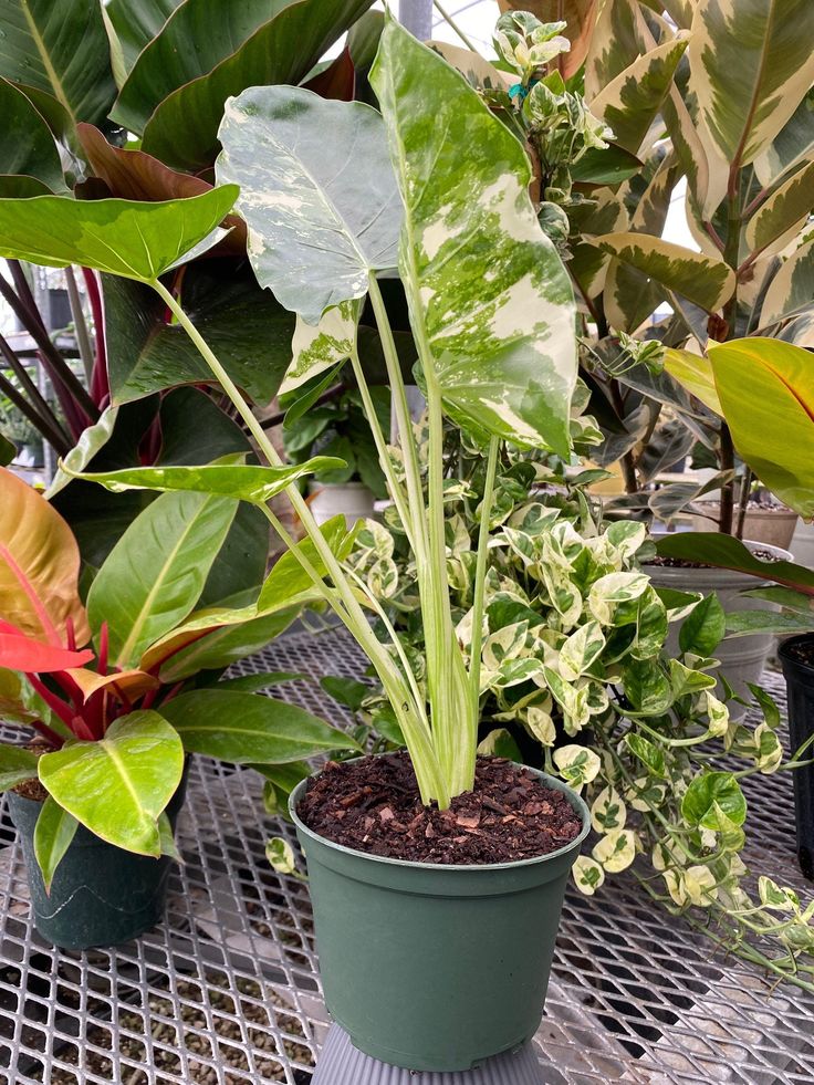 two potted plants sitting on top of a metal table