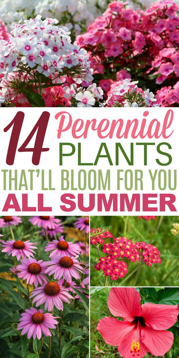 Kansas Gardening, Perineal Flowers, Foundation Plants, Traeger Cooking, Cottage Gardening, Blooming Perennials, Mailbox Landscaping, Long Blooming Perennials, Flower Bed Designs