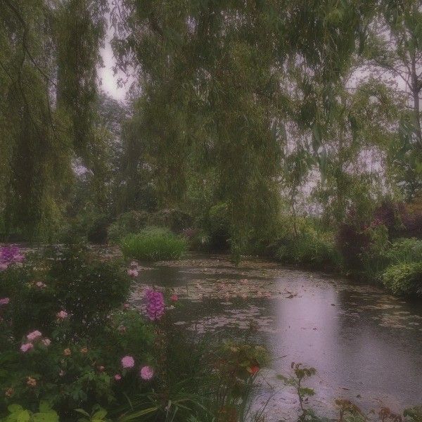 a river surrounded by lush green trees and pink flowers in the foreground, with water lilies on the other side