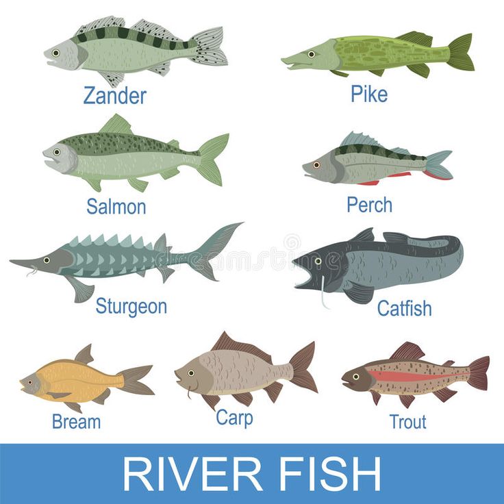 the different types of fish that can be found in rivers and lakes, including salmons