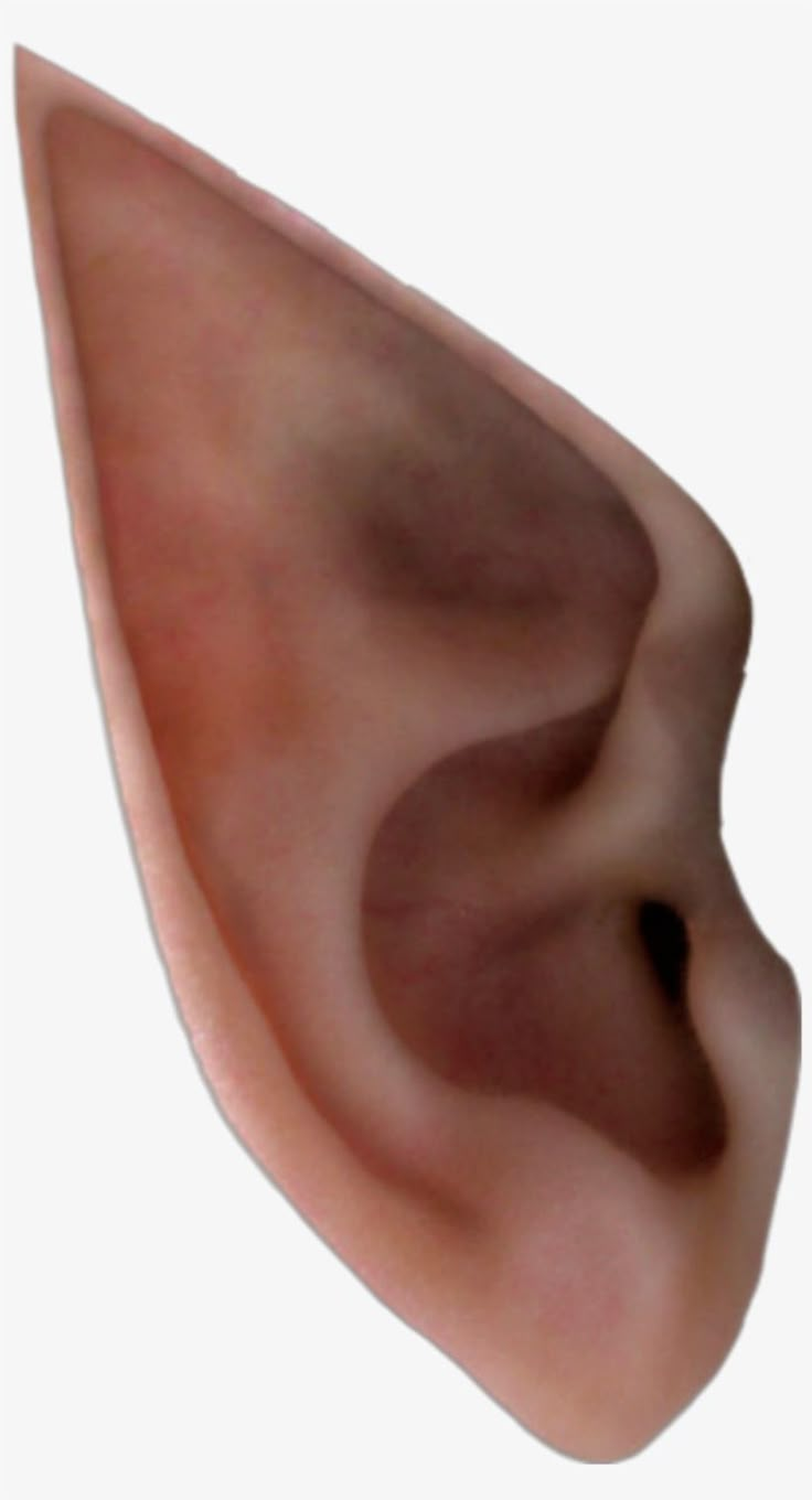 an ear is shown in this image with no hair or skin on the top part