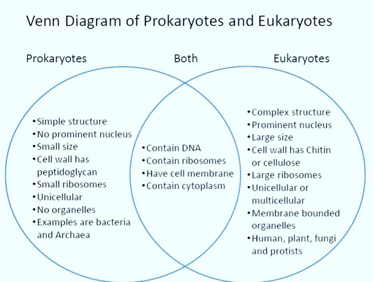 venn diagram of prokarotes and eukaryotes