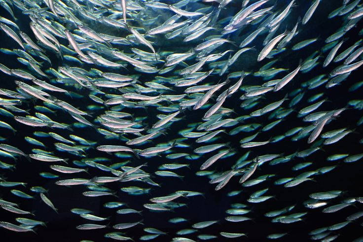 a large school of fish swimming in the ocean