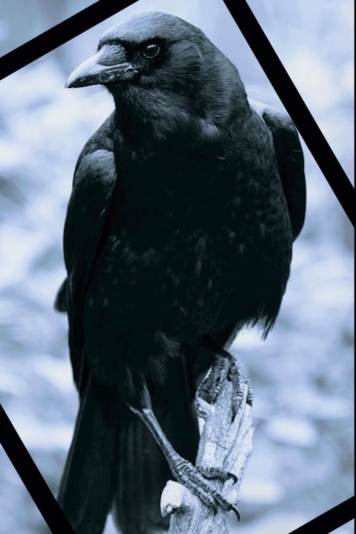 a black bird sitting on top of a wooden stick in the woods with its wings spread