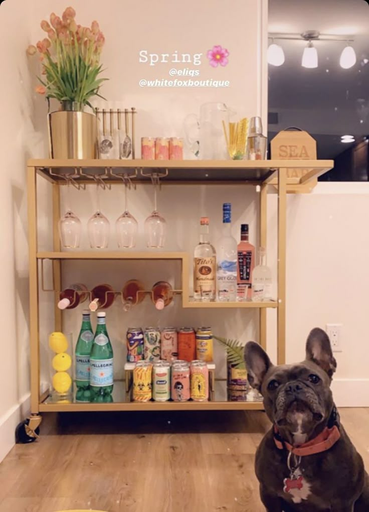 a dog sitting on the floor in front of a shelf filled with bottles and glasses