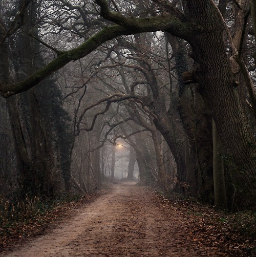 a dirt road surrounded by trees and leaves