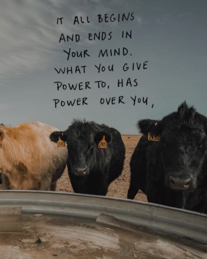 three cows standing next to each other in front of a sign that says it all begins and ends in your mind what you give power to, has power over you