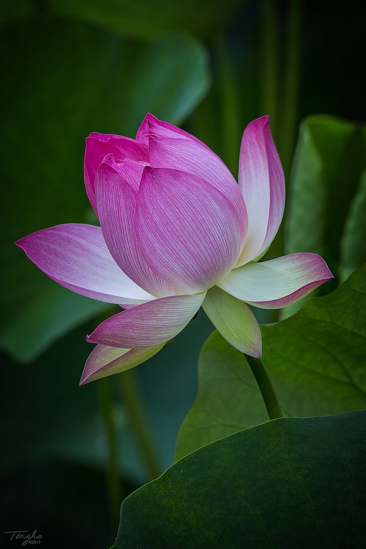 a pink lotus flower with green leaves in the background