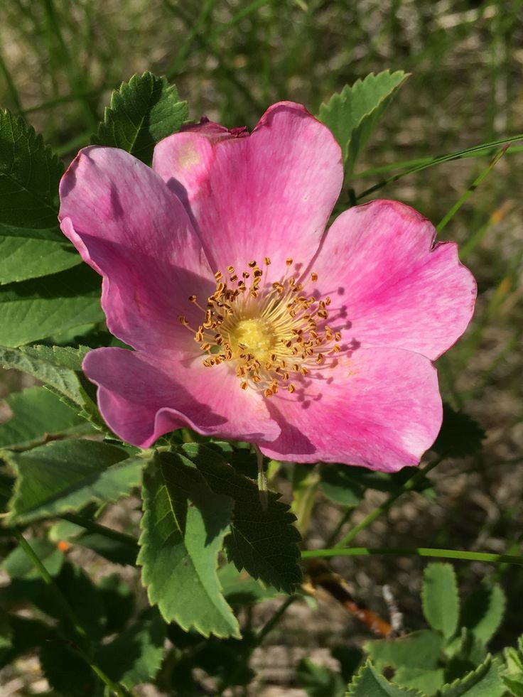 a pink flower is blooming in the grass near some green leaves and dirt area