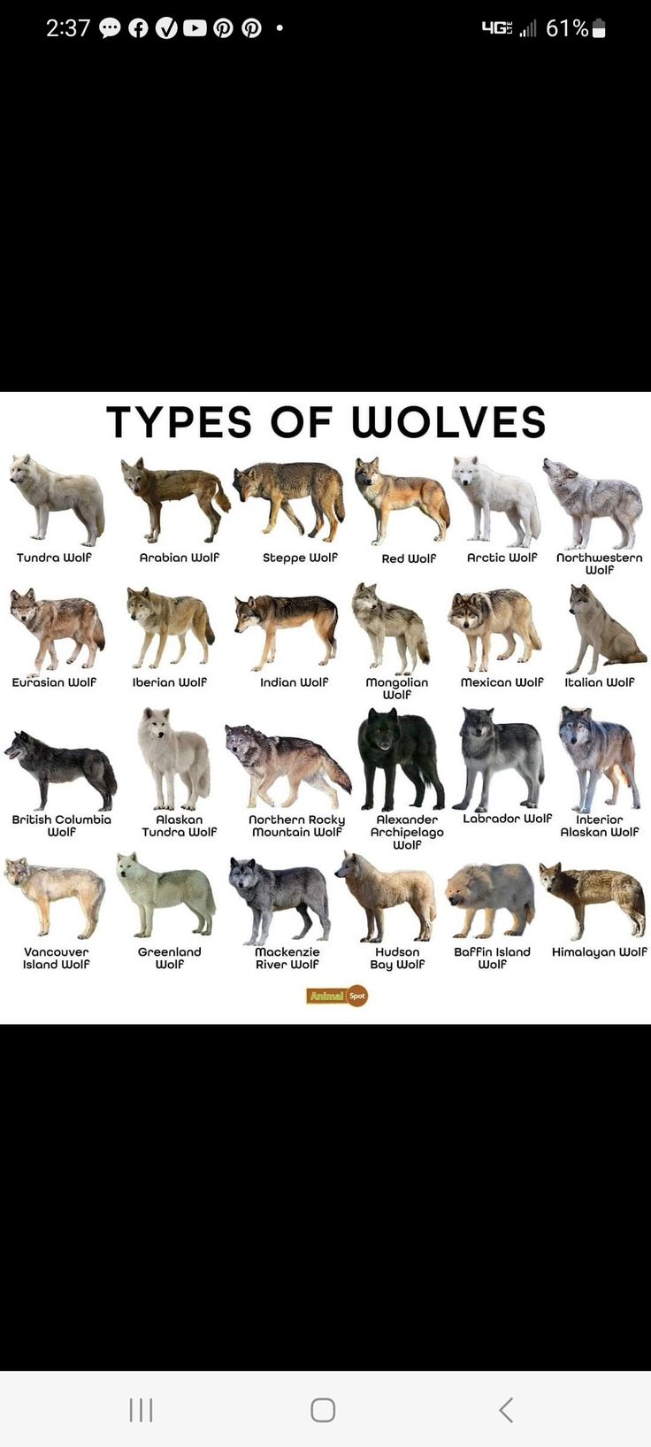 an image of different types of wolfs