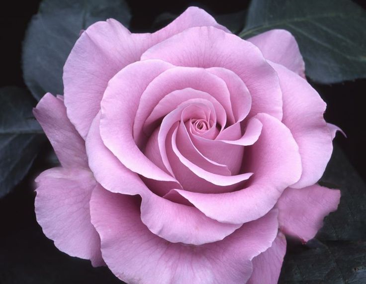 Neptune Hybrid Tea Rose ~ Rich Lavender Kissed Purple Rose Reference, Rose Belle, Hybrid Tea Rose, Heirloom Roses, Belle Rose, Rose Fragrance, Growing Roses, Hybrid Tea Roses, Planting Roses