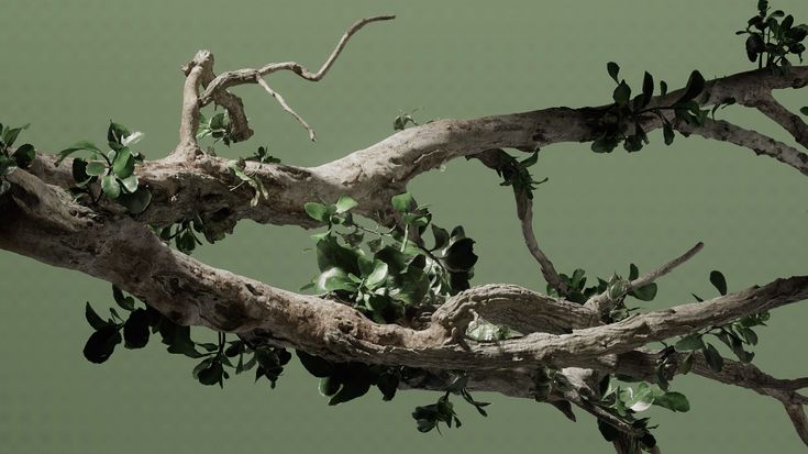 a tree branch with green leaves on it