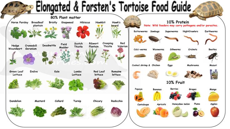 the red and yellow footed food guide is shown in two separate panels, each with different