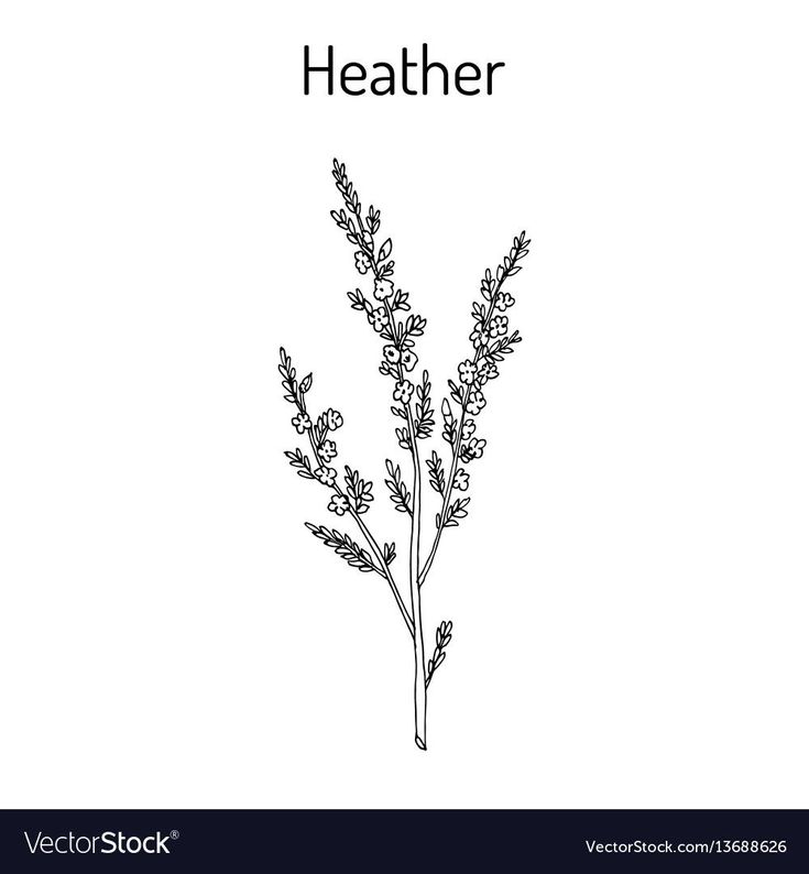 a plant with the word heather on it