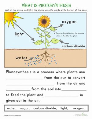 an image of what is photosyntheism? worksheet with pictures and text